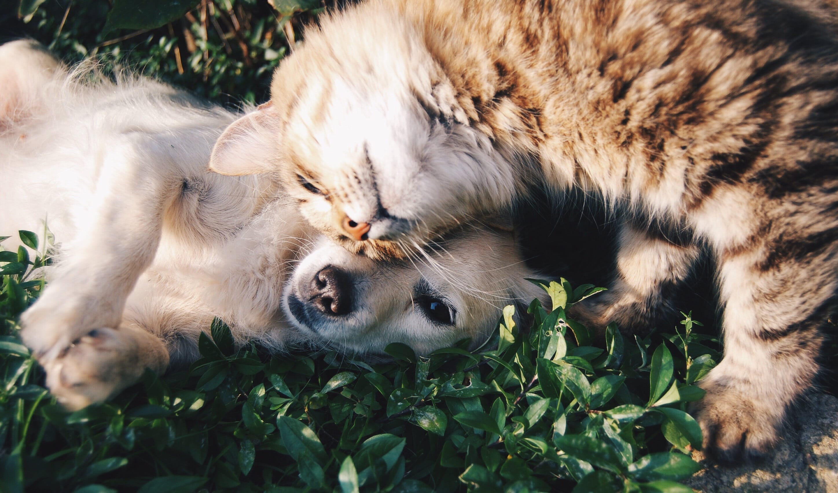 5 motivos pelos quais a adoção de cachorros e gatos é um ato de amor