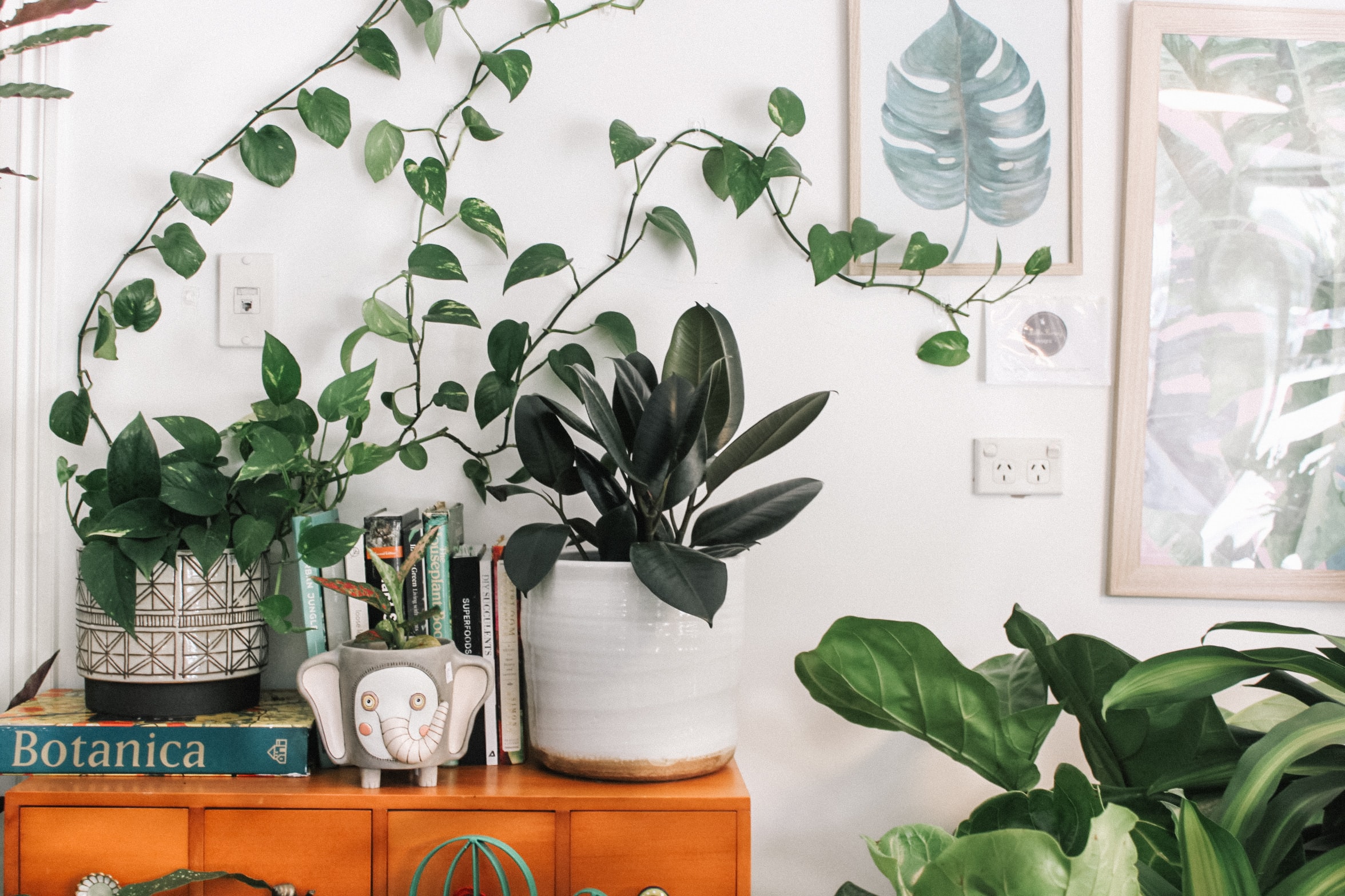  vasos de plantas em casa