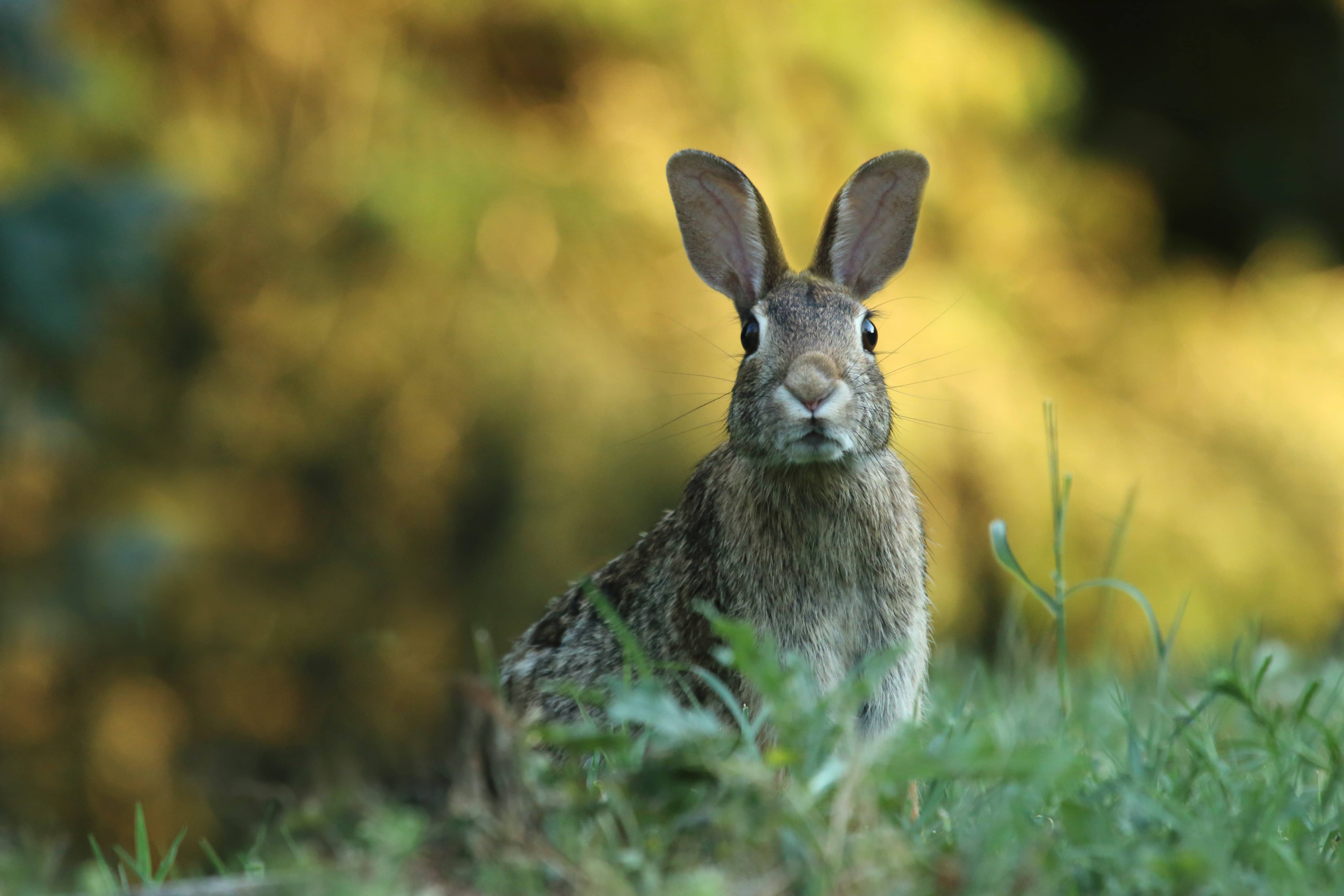  cruelty-free-salon-line-teste-em-animais